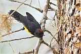 Slate-throated Redstart